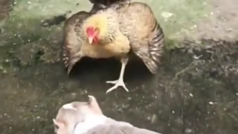 DOG AND COCK FIGHT AMAZING MOMENT....