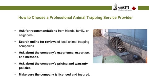 Reasons to Hire a Professional Animal Trapping Service Provider