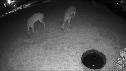 Whitetail deer in my Cypress (Houston) neighborhood - Cam3 8/11/23 pm