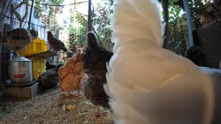 Backyard Chickens Fun Relaxing Video Sounds Noises Hens Roosters!