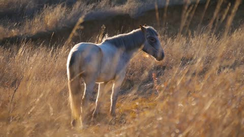 Beautiful horse eating grass on sunny summer evening on meadow