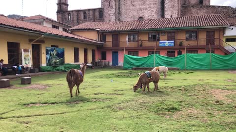 Alpaca in Cusco