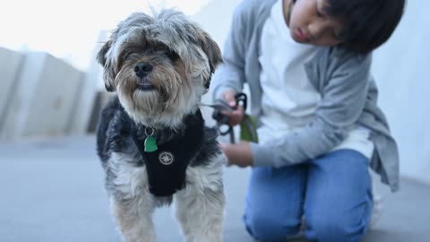 Adorable dog 🐕 with wonderful habits