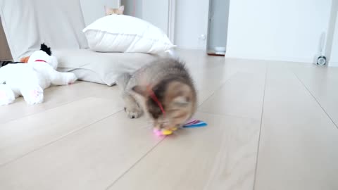 Kitten Kiki's reaction was too cute when I invited her to play with my new toy