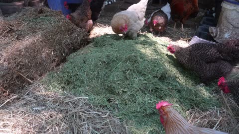 Extra dressing up the chicken run with alfalfa, timothy and oat hay.