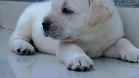 Cute Puppy || lovely Puppy ❤