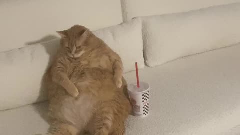 Fat Cat Lounges On Couch With Soda