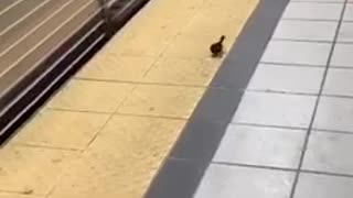 Bird crosses the yellow safety line at a subway station
