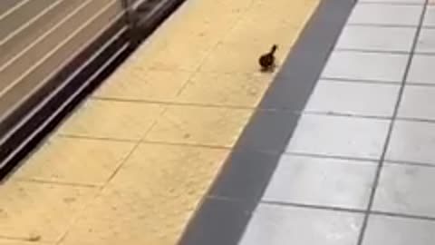 Bird crosses the yellow safety line at a subway station