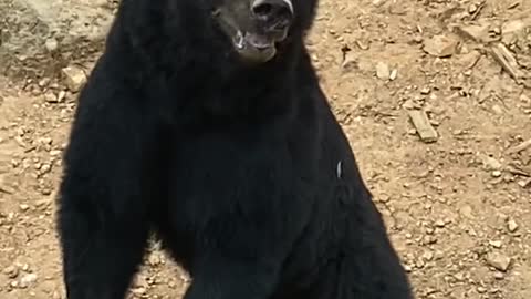 The black bear
