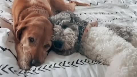 Protective Dog Makes Sure Her Sister is Safe At Daycare