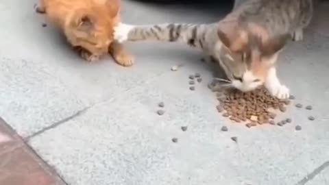 Funny Cats compilation