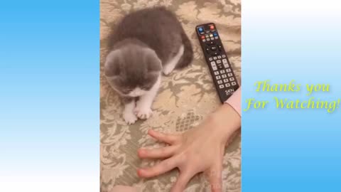 Cute Pets Video Series