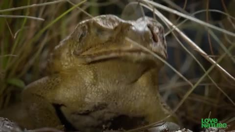 Poisenous frog fends of Snake with its own poisen