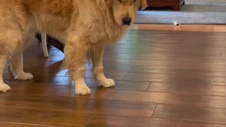 Dramatic Golden Retriever Encounters a Lemon