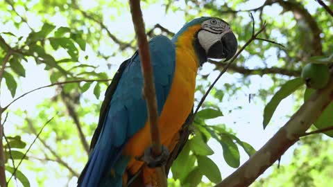 a colorful parrot on a tree branch