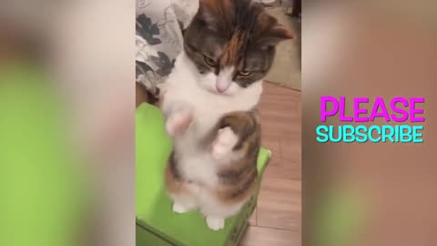 Funny And Cute Cats Compilation - Animals lover Video 2020