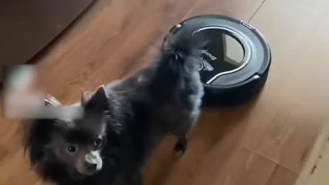 Dog Gets Scared When Robotic Vacuum Cleaner Bumps Into Them From Behind