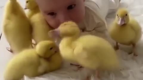 A child is a chick among real chicks