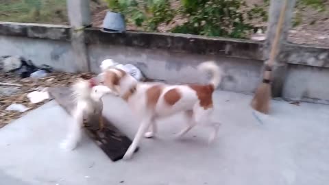 Dog and hand action video