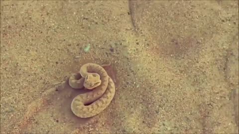 Dubai desert Horned viper most venomous snake !!