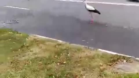 Stork in the city