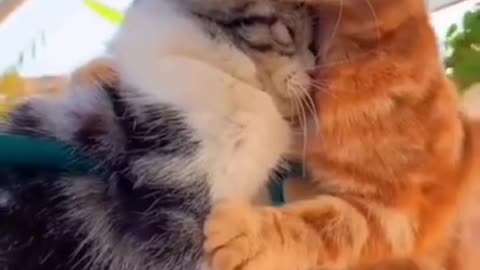 #iloveyou Cats and dogs _ cats meowing _ cats funny videos #shorts