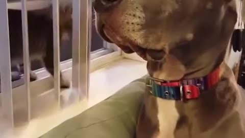 Dog's reaction when the kitten boops his nose