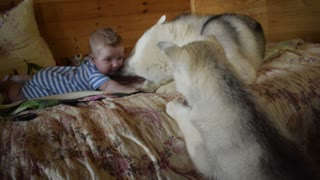 Amazing Husky Zohan plays with his best friend Arthur