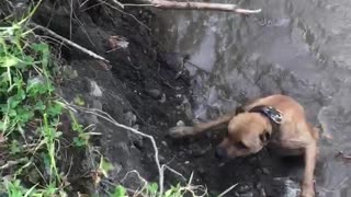 Dog Struggles to Climb Up River Bank