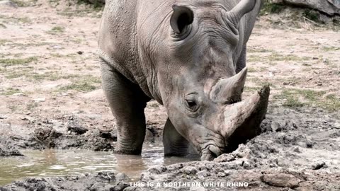 Northern White Rhinoceros: Functionally Extinct, But Not Forgotten