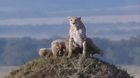 Leopard Crazy Hunts Wild Horses For Food, Here's What Happens Next...