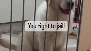 Puppy Jail!