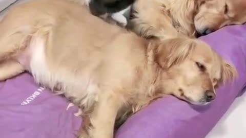 Dog and cat funny real op video