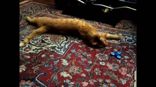 3 Legged Cat Playing Fidget Spinner