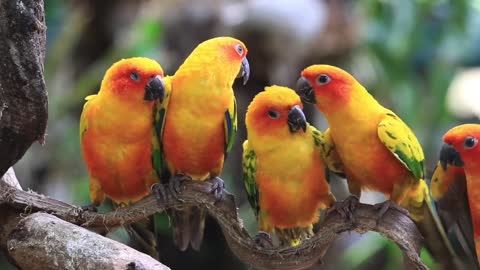 Cute funny birds 🦜🦜🦜