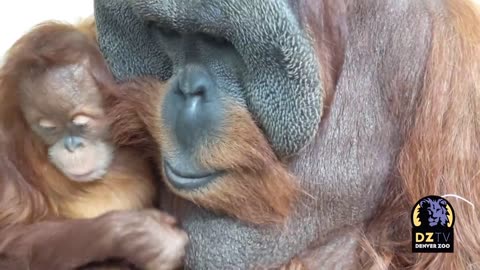 Orangutan father and daughter: Cerah and Berani