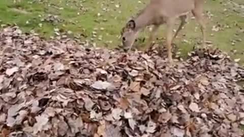 Deer Showering in Leaves