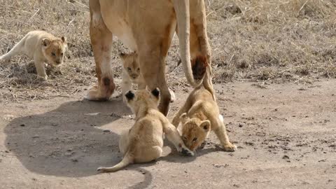 Baby Lion So Cute