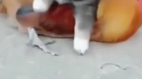 Chicken Vs Dog Funny Fight