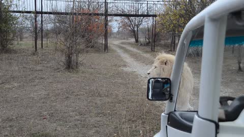 White Lion Pursues Car with Tourists
