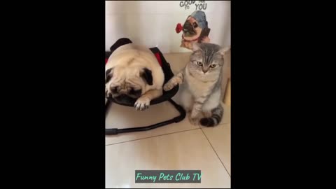 Funny Animal Videos 🤣 Funniest Cats and Dogs Videos 2024 😁😂😂😂