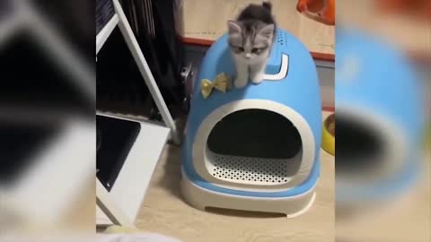 This cat can jump from anywhere