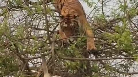 Tiger Attack Monkey On Tree ! Animals Video ! Wild Animals ! Monkey Video ! Tiger Video ! #Shorts ||