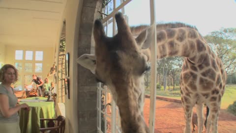 Giraffes stick their heads into the windows of an old mansion in Africa