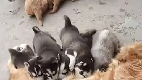 Husky & Golden retriever feed each others puppies