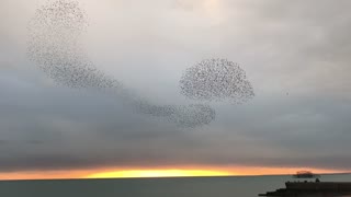 Birds Perform Mesmerizing Flying Formations