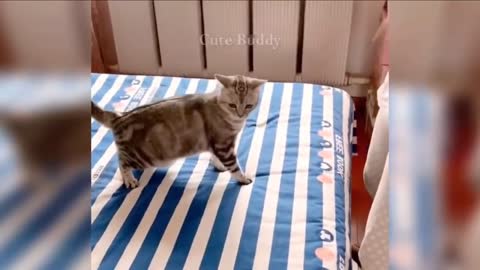 Cat funny video