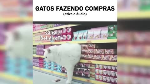 Gatos fazendo compras