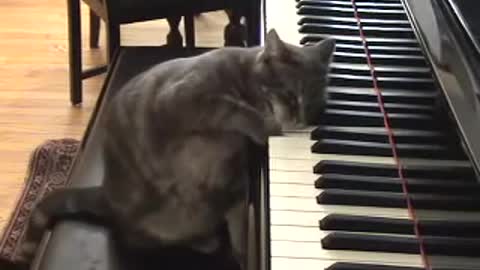 Cat Playing piano like Beethoven : NORA 🙀😻